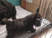 Adorable Scottish Terrier puppies available