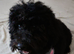 Female cockerpoo