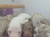 MINITURE DASHSHUND
