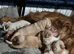 Beautiful f1 cockapoo puppies