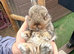 Mini lop babies