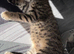 Kitten