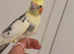 pair of 2025 cockatiels