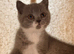 British shorthair kittens