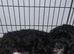 Beautiful cavapoo puppies