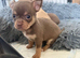 Chihuahua puppies for sale