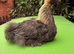 13 Week Old UK Bantam Silkie growers Unsexed