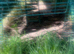 Large walk-in cage and chicken coop