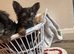 5 Yorkshire terrier puppies for sale