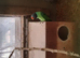 Slatey-Headed Male Parakeet