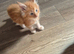 Maine coon kittens