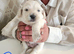 5 cockerpoo/Maltese puppies