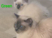 RAGDOLL KITTEN BOY