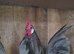 Show Pyle, blue and white Dutch Bantams
