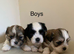 Malshi puppies