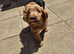 Stunning Top Quality Cockapoo Puppies Looking for Their Forever Loving Homes
