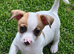 Jack Russel