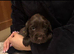 Cocker spaniel puppies