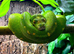 Designer Blue Green Tree Python Male CB24