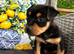 Beautiful Jack russel puppies