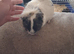 5 males looking for homes