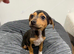 Jack Russell Puppy boy