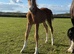 Perfect chestnut section d colt to make 15hh