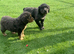 2 female cocker spaniel puppies