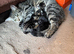 Tabby Kitten