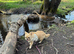 Quality long coat pedigree small chihuahua girl