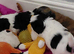 2 male Shih tzu puppies left for sale,