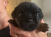 KC Border Terrier Pups