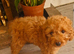 Red Toy Cavapoo Boy