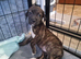 Staffy X lab for sale