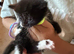 Beautiful black and white kittens