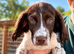 Two beautiful springer spaniels