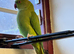Stunning young Indian ringnick parrot