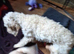 LAST PUP Fully vaccinated Cockapoo x Jack Russell