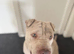 1 year old male sharpei cross needing rehomed