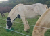 Lovely 8yo 13.2hh Cob Mare For Sale