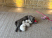 CHAMPION BLOODLINE PEDIGREE SHORTHAIR KITTENS