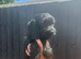 Stunning Cockapoo Puppy