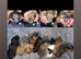 2 Beautiful Poochi Datzu Puppies still looking for a new forever loving home