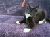 Kittens for sale