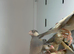 Java finches