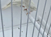 BEAUTIFUL PROVEN PAIR REDPOLLS MUTATION COLORS