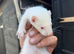 Micro ferrets ready Now!!