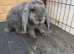 French Lop Doe