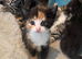 Kittens for sale