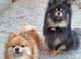 Beautiful pomeranian pups 6wks old